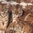Сафари-парк в Приморском крае вступит в год Тигра с двумя амурскими тигрятами