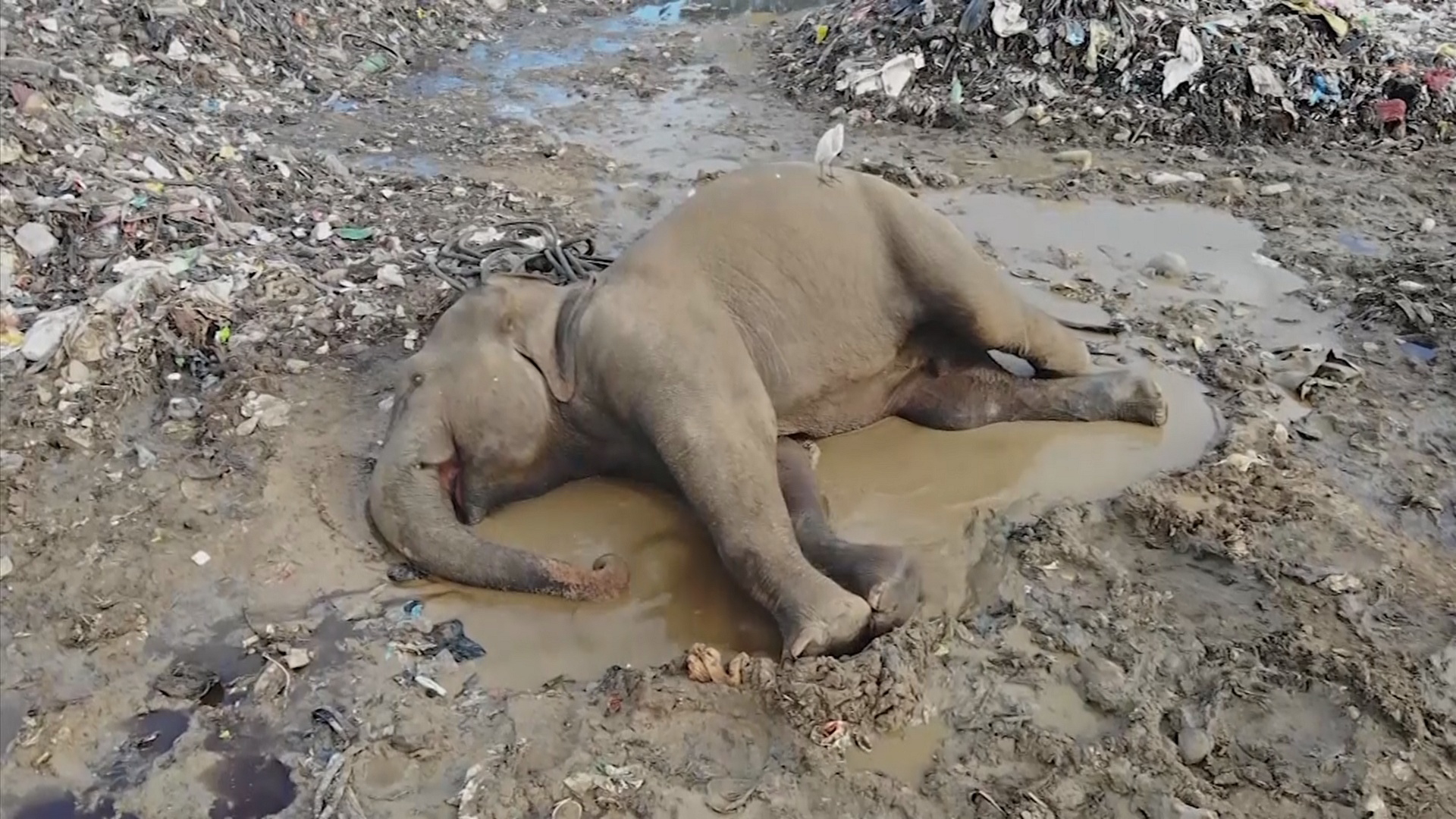 Слоны на свалке поедают пластик и погибают