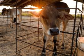 Венесуэльские скотоводы продают молоко, чтобы выжить