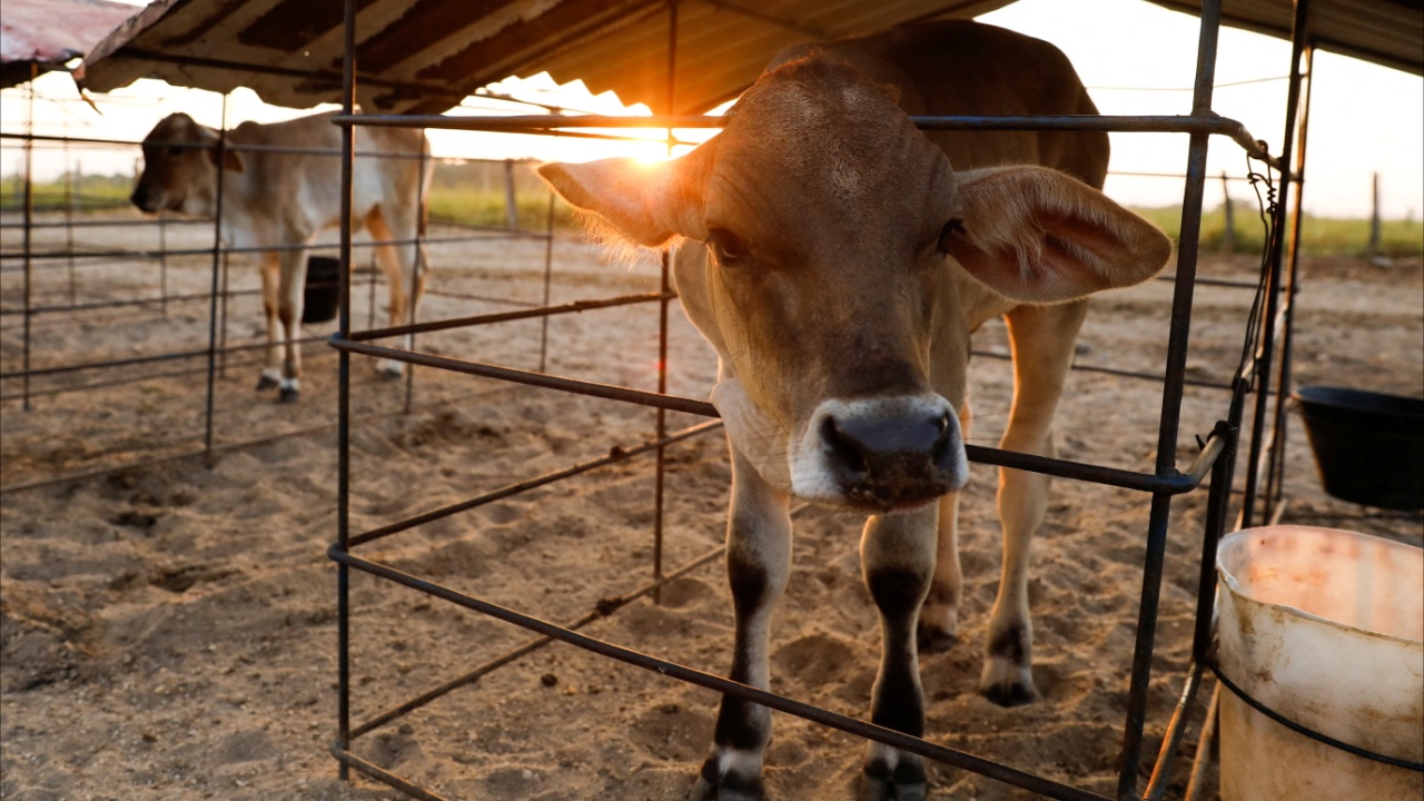 Венесуэльские скотоводы продают молоко, чтобы выжить