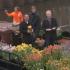 На каналах Амстердама раздавали бесплатные тюльпаны