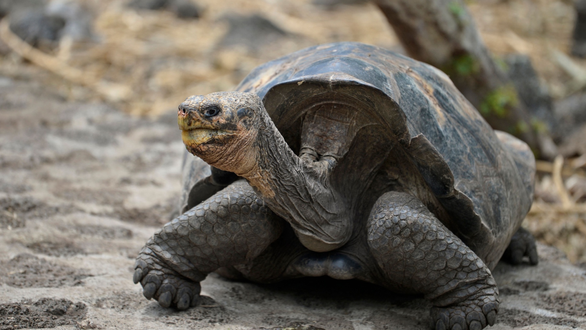 40 редких черепах вырастили и выпустили в дикую природу на Галапагосах