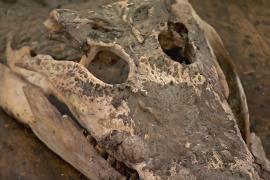 Останки крокодила 100 лет лежали под полом школы