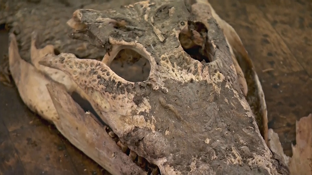 Останки крокодила 100 лет лежали под полом школы