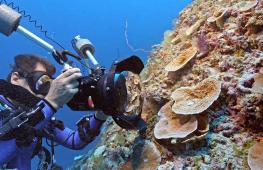 Один из крупнейших в мире коралловых рифов нашли в Тихом океане