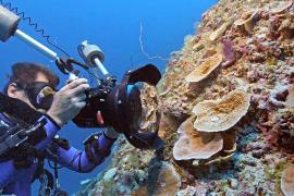 Один из крупнейших в мире коралловых рифов нашли в Тихом океане