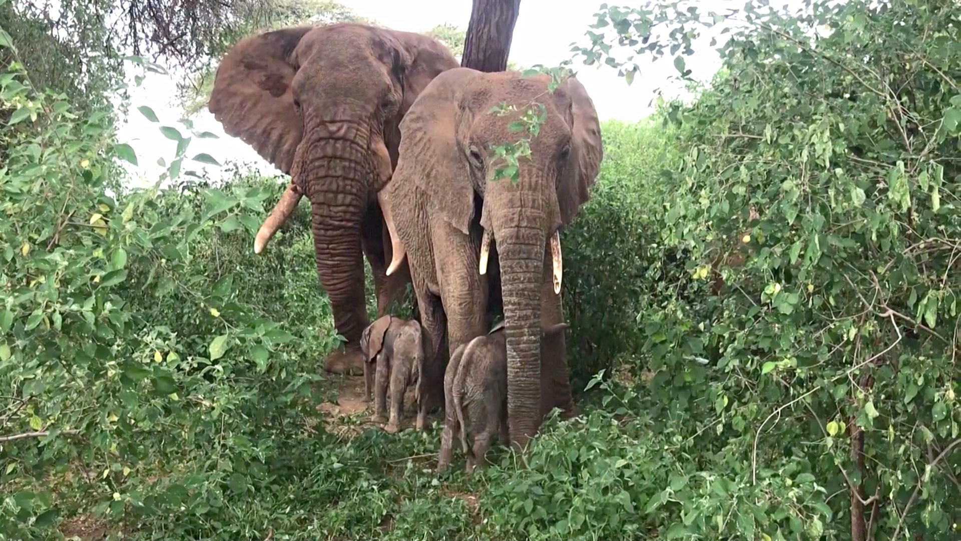 Редкие слонята-близнецы родились в Кении
