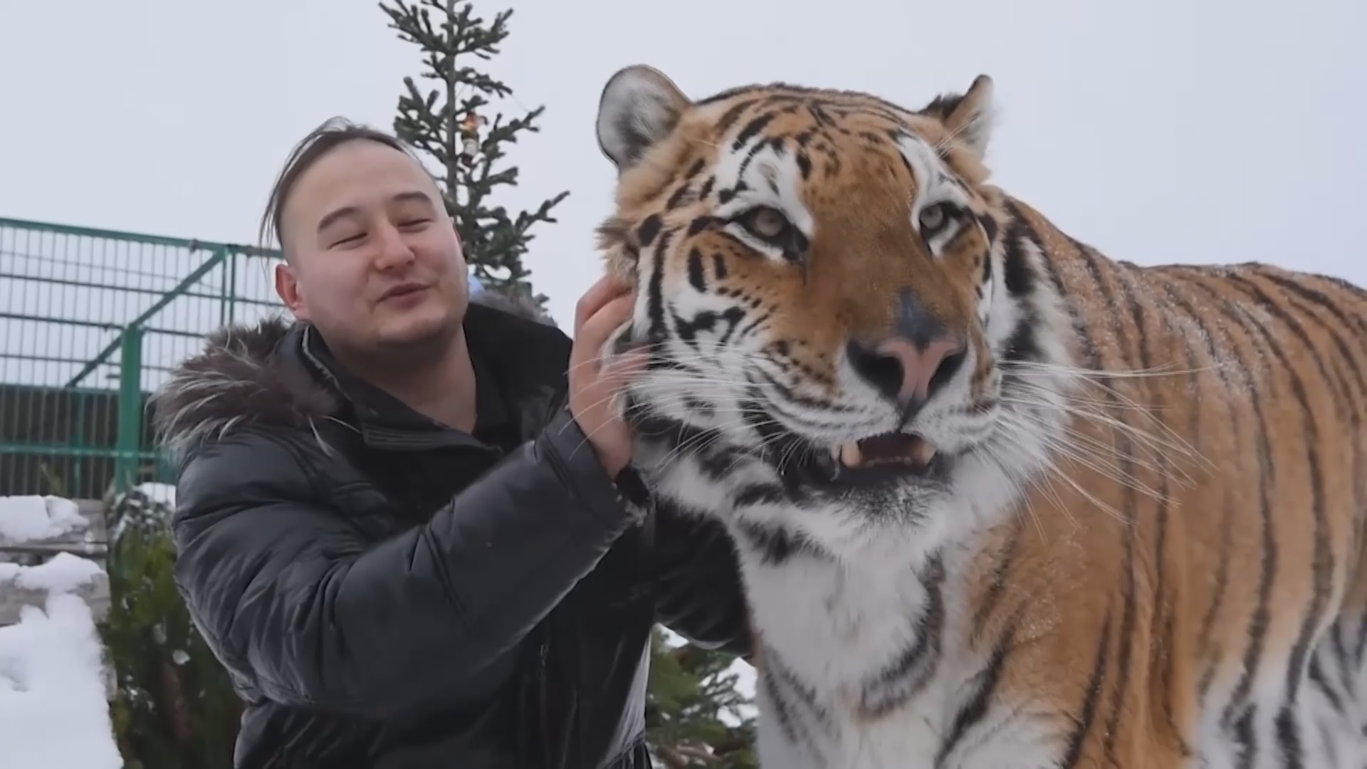 «Дом тигра»: дрессировщик из Новосибирска спасает хищников