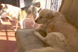 Десятки бездомных собак пустил в дом турок после снегопада