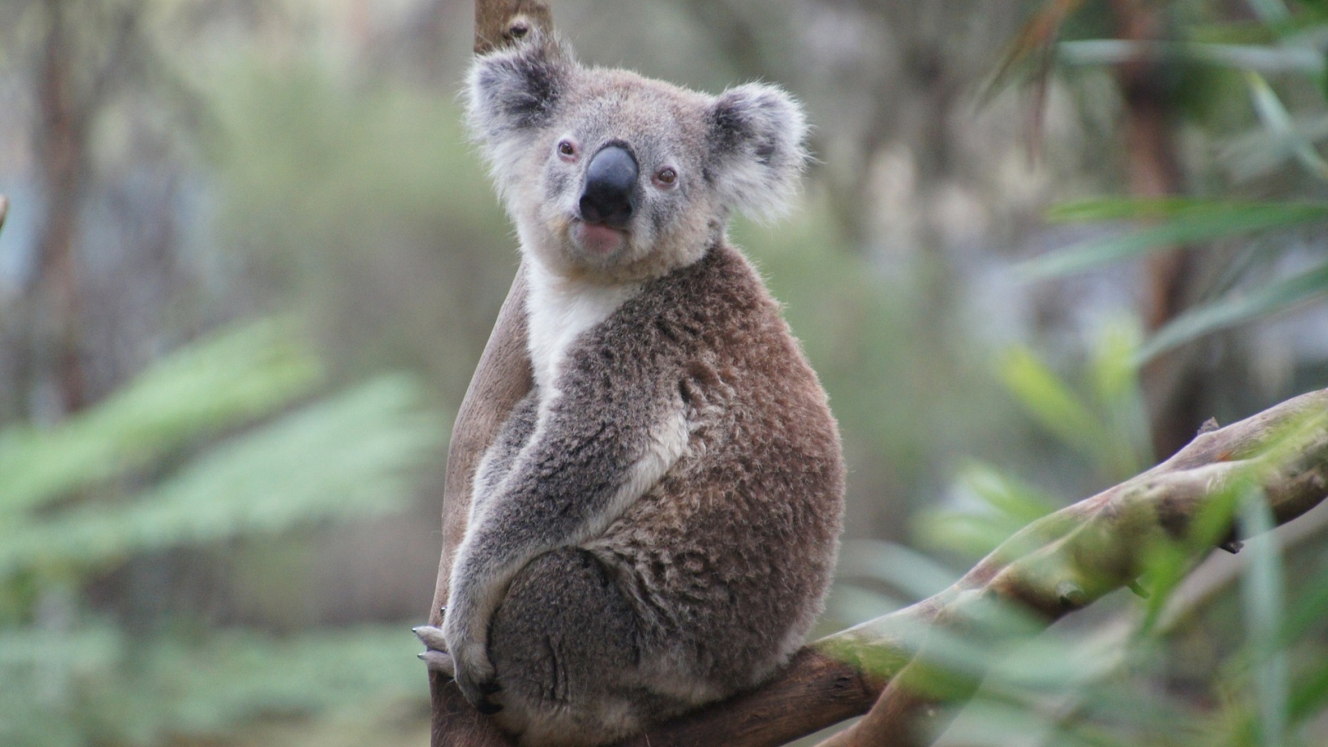 Австралия вложит ещё $35 млн в защиту коал