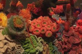 20 тысяч вязальщиц создали коралловый риф из пряжи