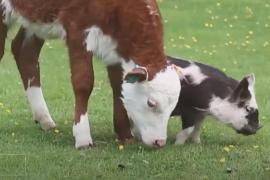 Поросёнок нашёл друга-корову
