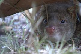 Вымершую куницу вернули в природную среду Австралии