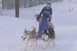 «Фоминские лапы»: гонки на собачьих упряжках прошли в Ярославской области