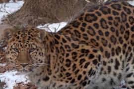 Впервые за 50 лет редкий леопард появился недалеко от Транссиба