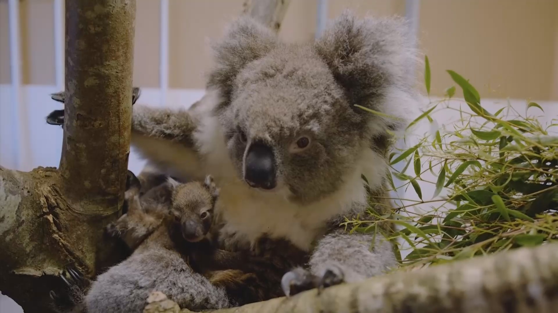 Детёныш коалы неожиданно для всех родился в сафари-парке в Великобритании
