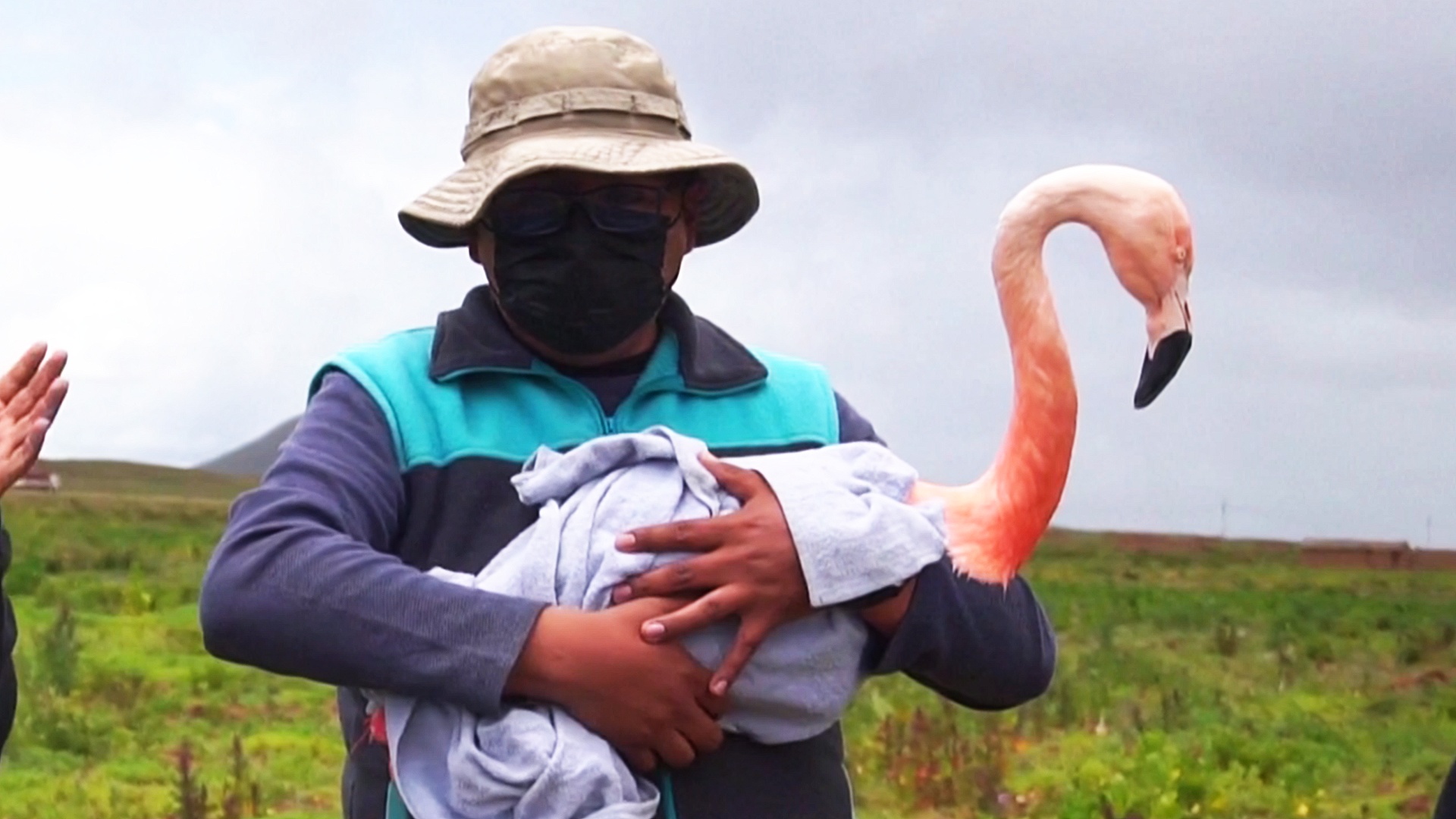 В Боливии вылечили фламинго с вывихнутой ногой