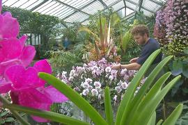 5000 орхидей благоухают в лондонской оранжерее
