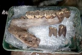 В Англии нашли останки мамонта, носорога и гиены в одной пещере