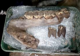 В Англии нашли останки мамонта, носорога и гиены в одной пещере