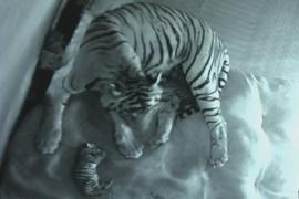 Редкие бенгальские тигрята родились в зоопарке в Индии