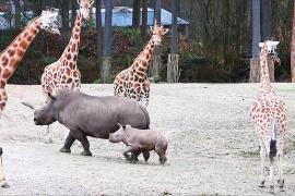 Носорожек знакомится с большими животными в зоопарке