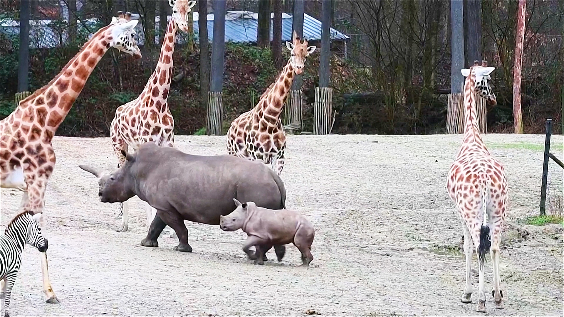 Носорожек знакомится с большими животными в зоопарке