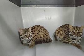 Двух бенгальских кошек спасли и выпустили в дикую природу
