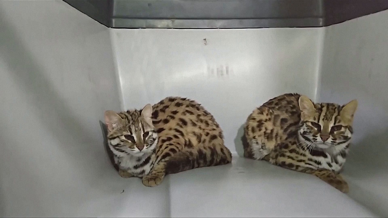 Двух бенгальских кошек спасли и выпустили в дикую природу