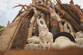 Как ДНК бивней поможет остановить истребление африканского слона