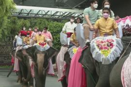 40 влюблённых пар поженились верхом на слонах