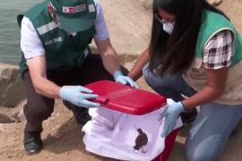 В Перу выпускают спасённых птиц, пострадавших от разлива нефти