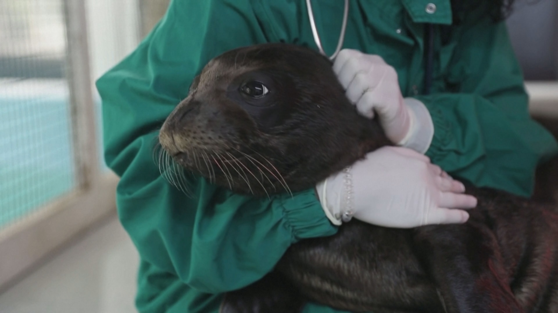 Детёныша редкого тюленя-монаха спасли и вернули в дикую природу Греции