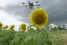 Выросло первое в мире поле подсолнухов, которое посадил дрон