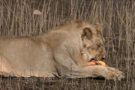 Не по зубам: как три льва пытались съесть черепаху