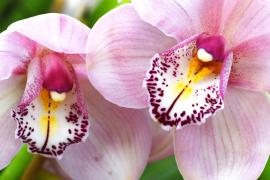 Место для созерцания: тысячи орхидей расцвели в Нью-Йорке