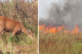 В Аргентине спасают обгоревших животных в Национальном парке