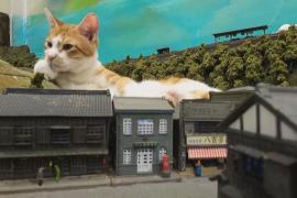 Кошки-гиганты захватили кафе в Осаке