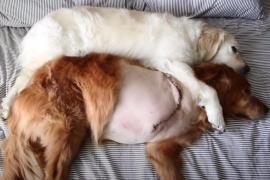Как пёс помогает другу во время выздоровления. Трогательное видео.