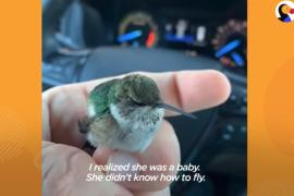 Как мужчина учил колибри летать