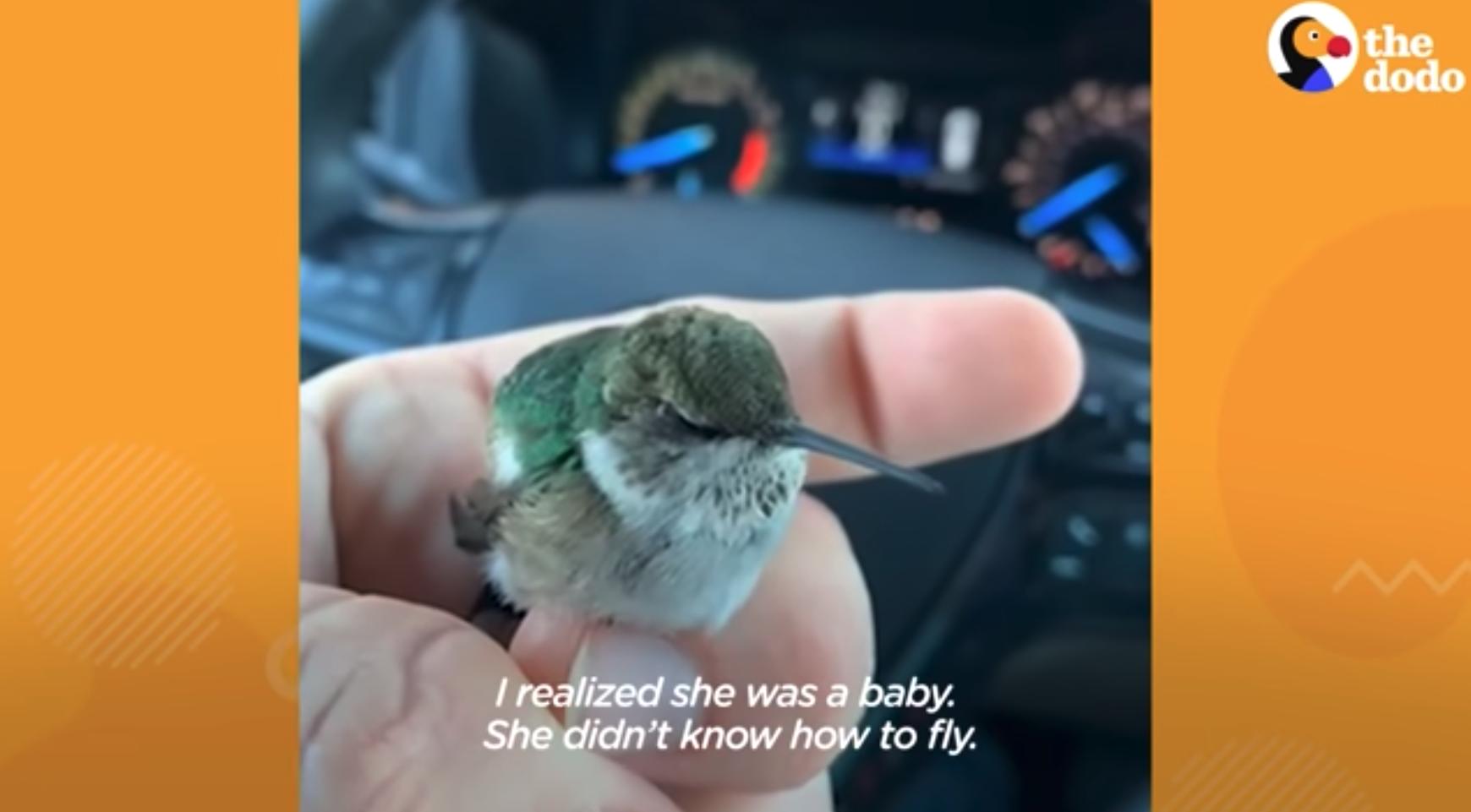 Как мужчина учил колибри летать