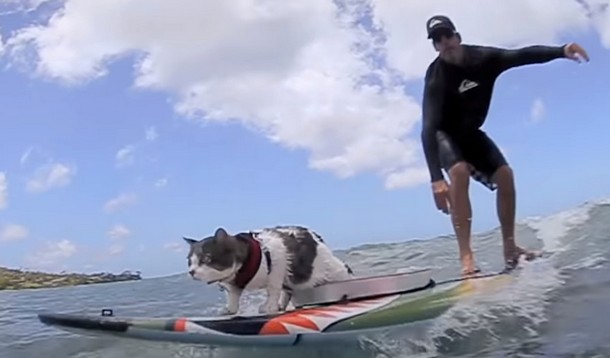 Хокулеа – кот, который нашел страсть к серфингу в приюте