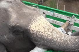 Как новую слониху встретили сородичи