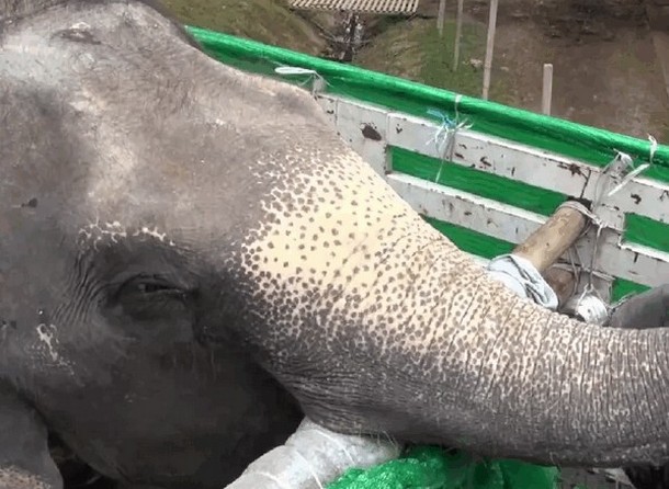 Как новую слониху встретили сородичи