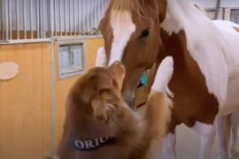 Как обнимаются пёс и лошадь