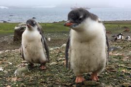 Австралия закупит дроны, чтобы летать над пингвинами