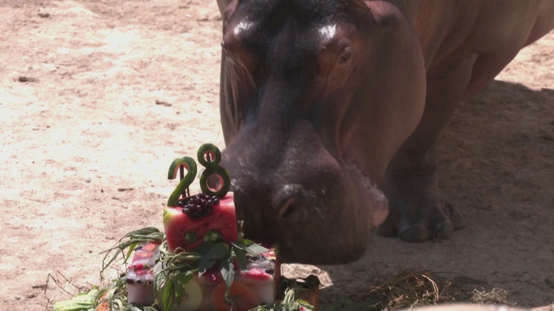 В зоопарке в Рио отпраздновали 28-й день рождения бегемота