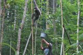 Индонезийка восемь лет ходит в джунгли и кормит гиббонов