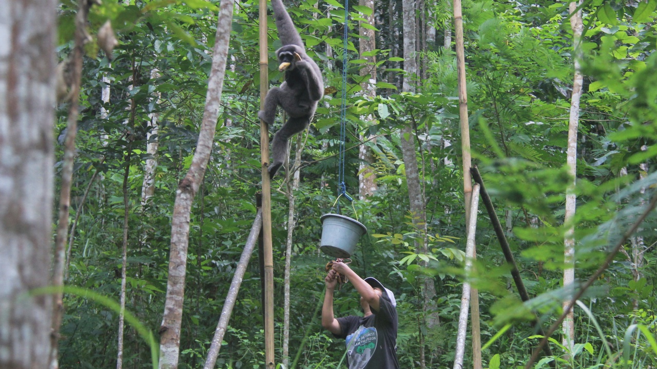 Индонезийка восемь лет ходит в джунгли и кормит гиббонов