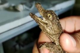 В зоопарке Перу вылупились четыре детёныша редкого крокодила